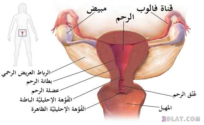 استئصال قنوات فالوب ومنع الحمل لأنها تلد ولادة قيصرية.. هل يجوز؟؟؟