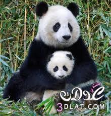 معلومات عن دب الباندا المهدد بالانقراض