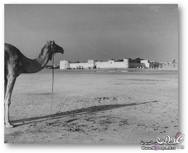 البحرين بين العامين 1945-1952 لعيون ريمووو بنت البحرين