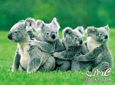 ماذا تعرف عن حيوان الكوالا ؟؟؟؟؟