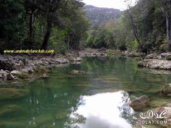 تعرف على واحد اجمل النباتات المائية