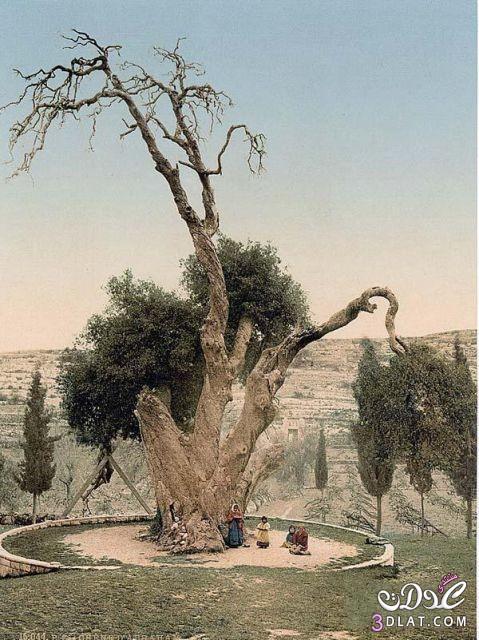 هذه هى الشجرة التى قابل عندها سيدنا إبراهيم الملائكة