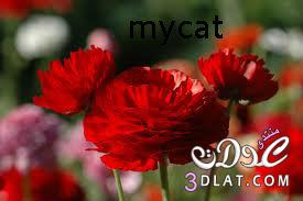 صور ورود جميلة 2025 - ورود حمراء - ورود رومانسية   2025