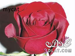 صور ورود جميلة 2025 - ورود حمراء - ورود رومانسية   2025