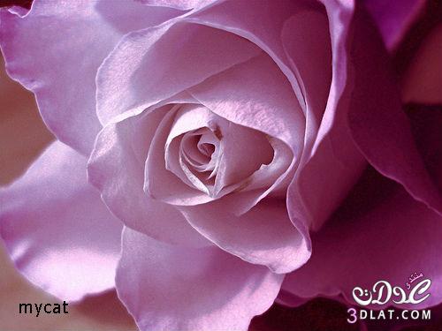 صور ورود جميلة 2025 - ورود حمراء - ورود رومانسية   2025