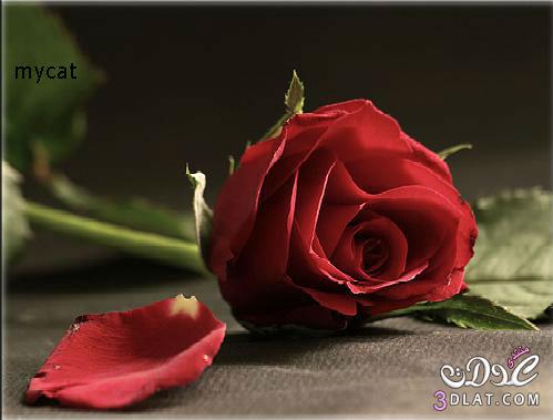صور ورود جميلة 2025 - ورود حمراء - ورود رومانسية   2025