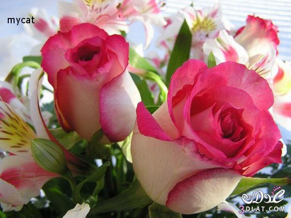 صور ورود جميلة 2025 - ورود حمراء - ورود رومانسية   2025