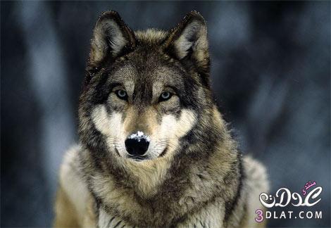 الذئب الرمادى معلومات عن الذئب لرمادى صور الذئب الرمادى