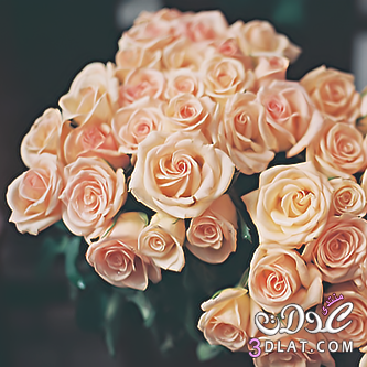 صور ورود بلاك بيري-خلفيات زهور روعة-صور ورد بلاك بيري-خلفيات زهور جميلة