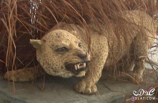 نمور زنجبار صور لنمور الزنجبار معلومات عن نمور الزنجبار