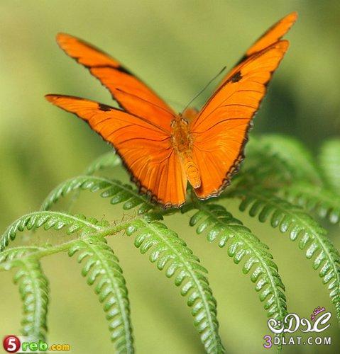 صور فراشات اجمل الصور للفراشات مشاركتى