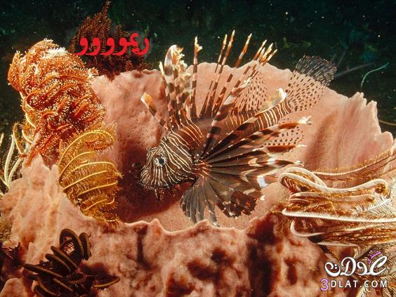 صور كائنات بحريه صور من البحر صور مخلوقات بحريه