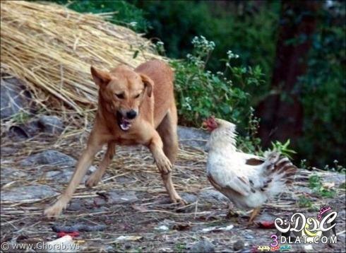 كيف انقذت الدجاجة فرخها الصغير من الكلبة. !!