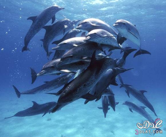 حقائق مذهلة عن الدلافين، الأروع بكثير مما نتخيل!!!!!!!!