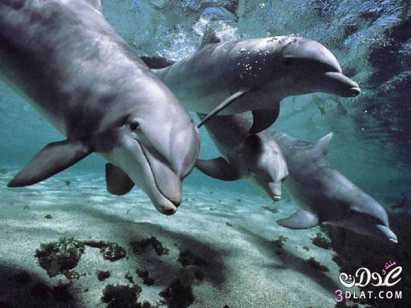 حقائق مذهلة عن الدلافين، الأروع بكثير مما نتخيل!!!!!!!!