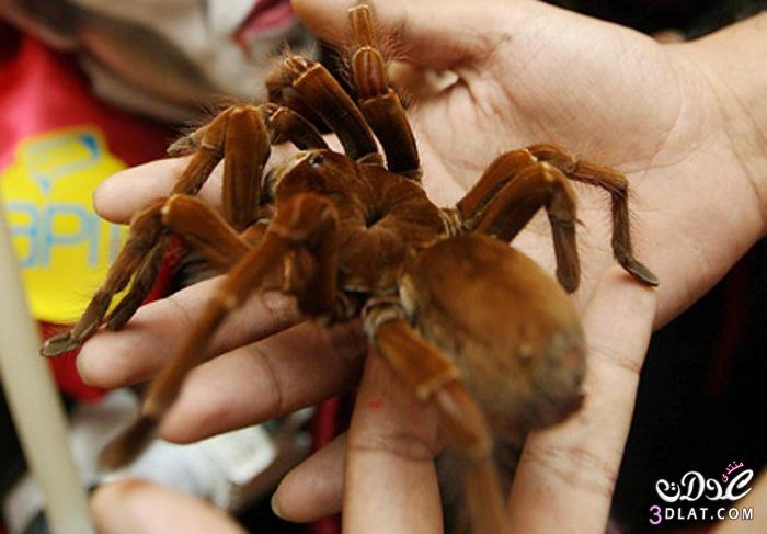 العنكبوت آكل الطيور Goliath birdeater معلومات هامة عن العنكبوت آكل الطيور