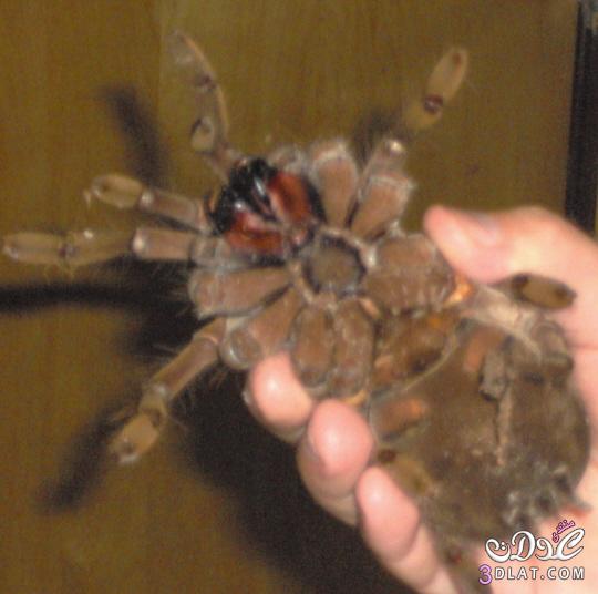 العنكبوت آكل الطيور Goliath birdeater معلومات هامة عن العنكبوت آكل الطيور