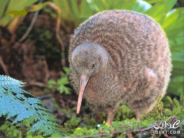 اليوم , اليوم رحلة عن طائر الكيوى ( Kiwi bird  )