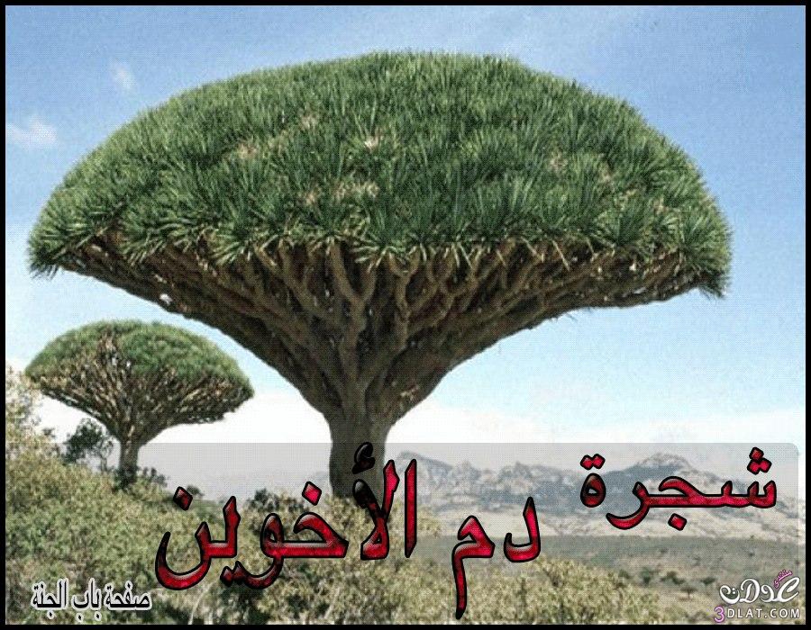 أغرب الاشجار بالعالم ......