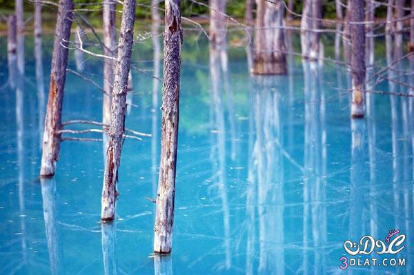 بحيرة الزرقاء اليابان \ صور المستنقع الازرق لوبلوند 2024
