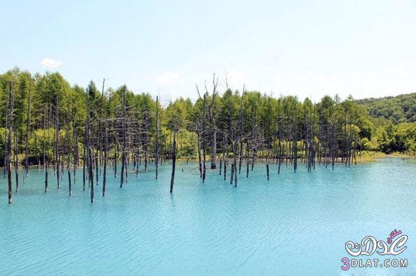 بحيرة الزرقاء اليابان \ صور المستنقع الازرق لوبلوند 2024