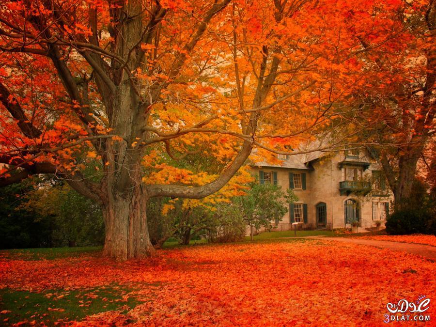 صور الطبيعة صور الأشجار في فصل الخريف