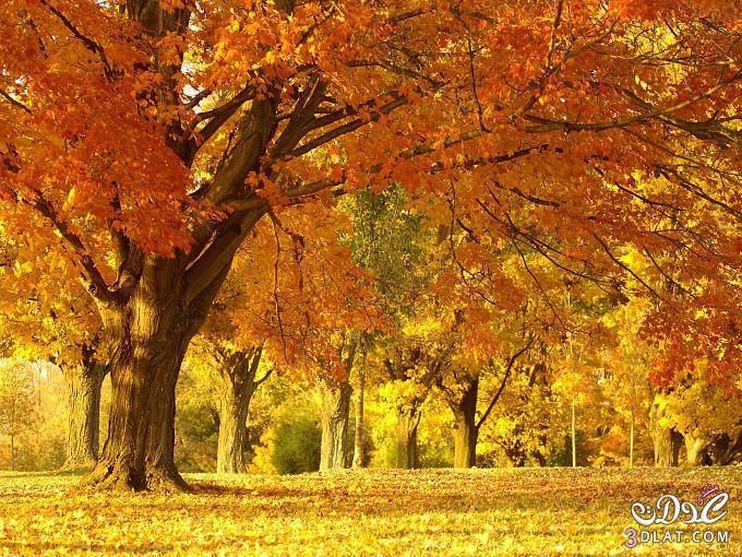 صور الطبيعة صور الأشجار في فصل الخريف