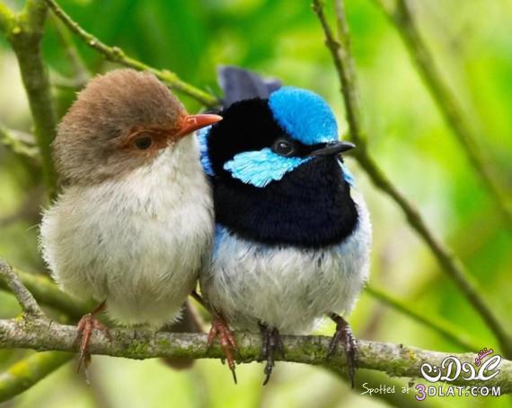 طيور جميلة صور لطيور سبحان الخالق