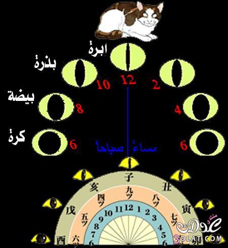 معرفة الوقت من عيون القطط ادخلى وشوفى