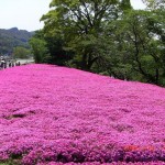 حديقة جميلة جدا باليابان,الحديقة الوردية باليابات لوحة فنية جميلة جدا