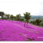 حديقة جميلة جدا باليابان,الحديقة الوردية باليابات لوحة فنية جميلة جدا
