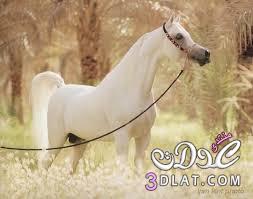 اجمل الخيول العربية الاصيلة