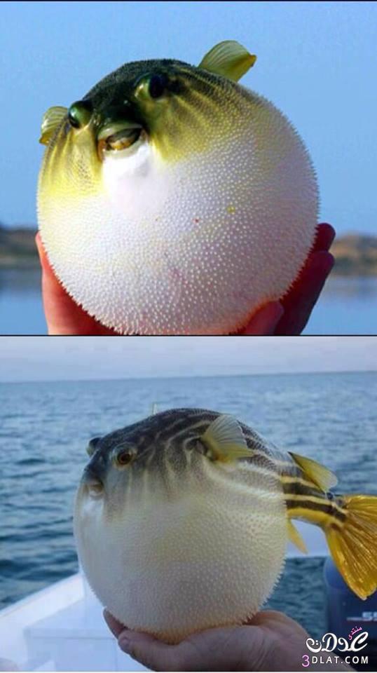 سمكة البفر النفاخ  Puffer fish