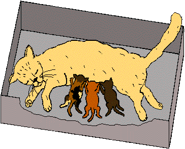 kitty wants aboxقصة مصورة للاطفال,حواديت قصيرة بالانجليزية للأطفال