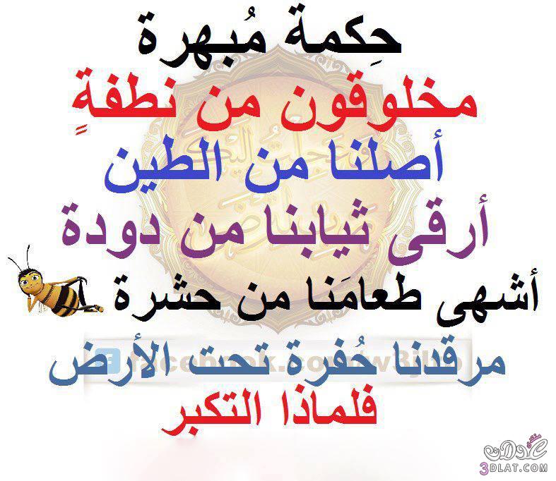 حكمة مبهرة