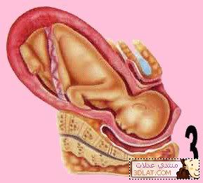 شرح الولادة الطبيعه و القيصرية بالصور صحه الحمل الحوامل الجنين الولادة الانجاب