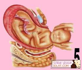 شرح الولادة الطبيعه و القيصرية بالصور صحه الحمل الحوامل الجنين الولادة الانجاب