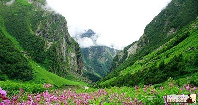 جبال الهيمالايا وجمال الزهور