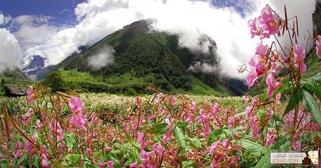 جبال الهيمالايا وجمال الزهور