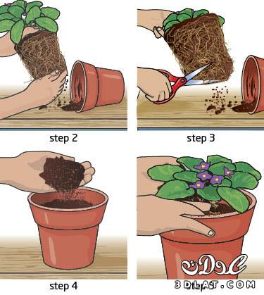 نباتات الزينة كيف تحتفظين بها فى منزلك