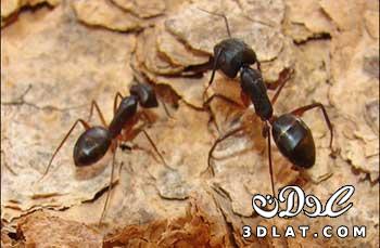 فطريات زومبي تكافح النمل