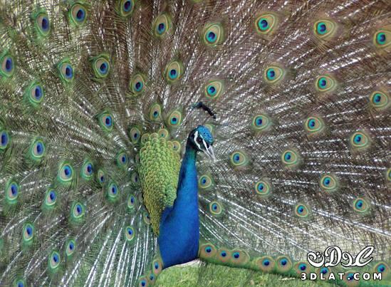 اجمل طاووس