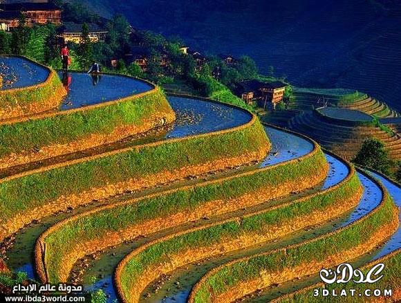أروع وأغرب مدرجات جبال زراعة الأرز في العالم