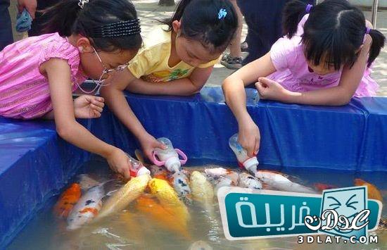 فى الصين .. إطعام السمك بواسطة رضاعات الأطفال!!!!!!!!!!