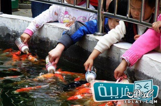 فى الصين .. إطعام السمك بواسطة رضاعات الأطفال!!!!!!!!!!