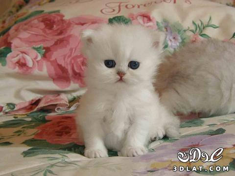 استفتاء مسابقه اجمل قطه(3)