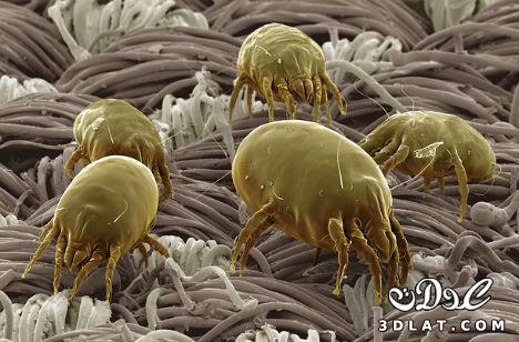 14 صورة مذهلة لحشرات مجهرية