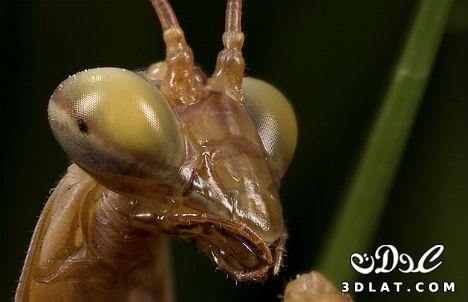 14 صورة مذهلة لحشرات مجهرية