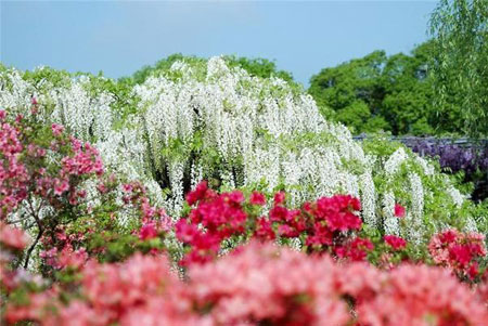 شلالات الورود في اليابان