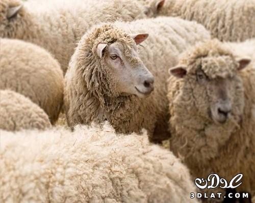 صور خرفان بمناسبة عيد الاضحى Sheep خروف العيد